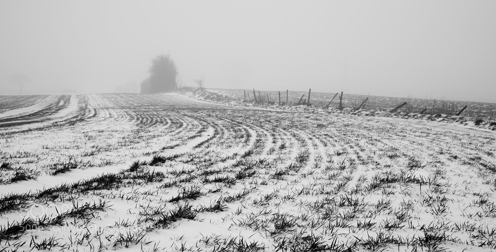 Nikon D850 sample photo. Snowy farrows photography