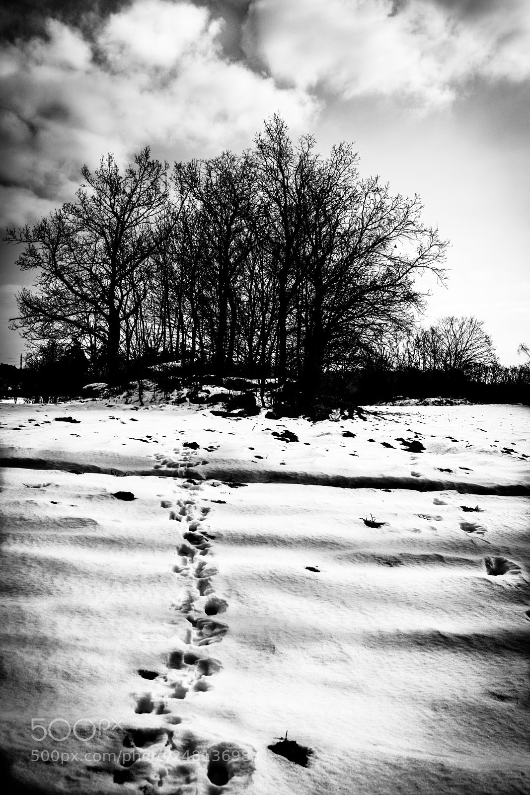 Sony ILCA-77M2 sample photo. Trees photography