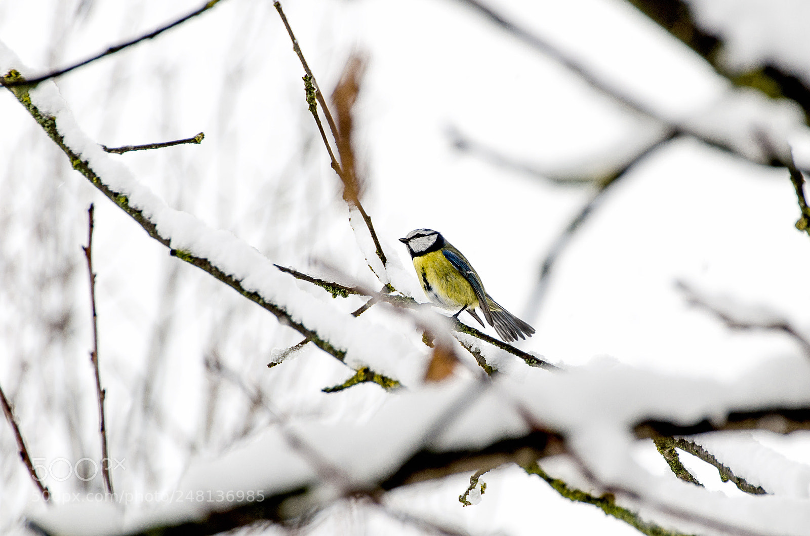 Nikon D5100 sample photo. Frozen bird photography