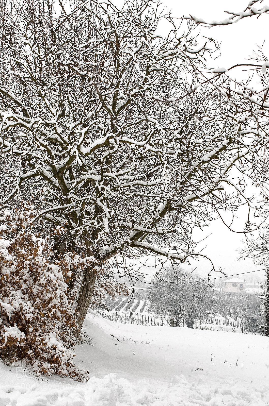Nikon D5100 sample photo. White tree photography