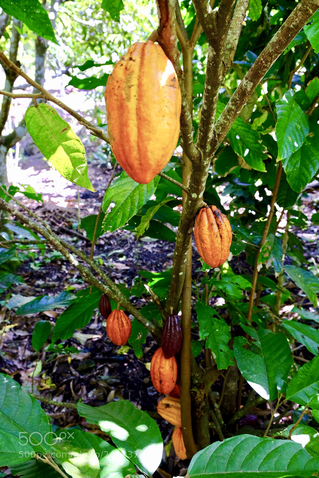 Fujifilm X-T20 sample photo. Cacao tree - matagalpa photography