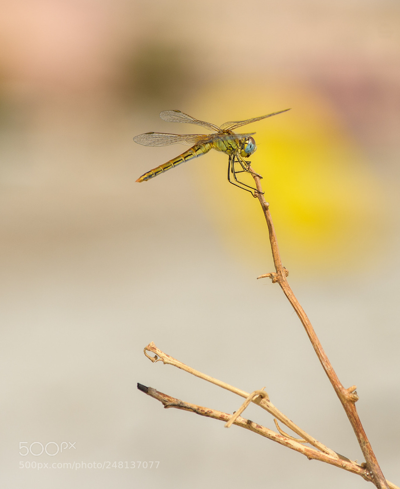 Nikon D7200 sample photo. Dragonfly photography