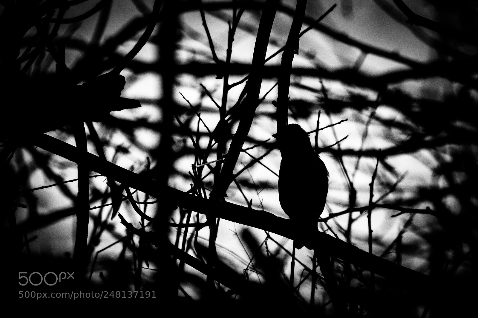 Sony ILCA-77M2 sample photo. Find the bird photography