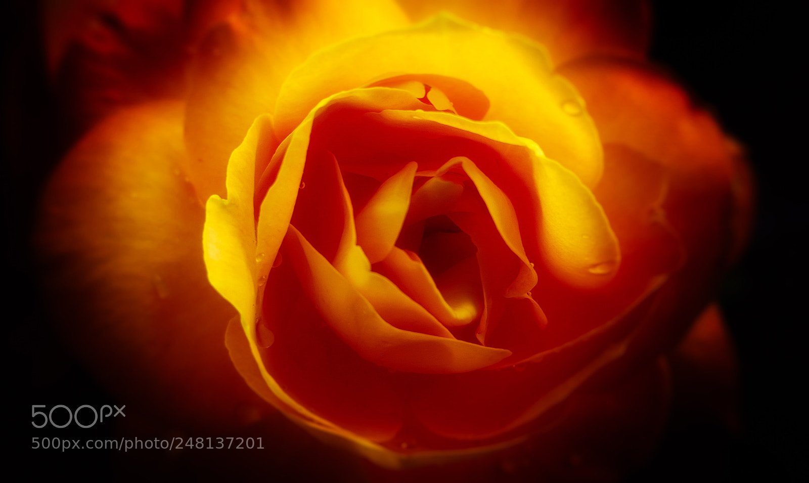 Samsung Galaxy S6 sample photo. Rose photography
