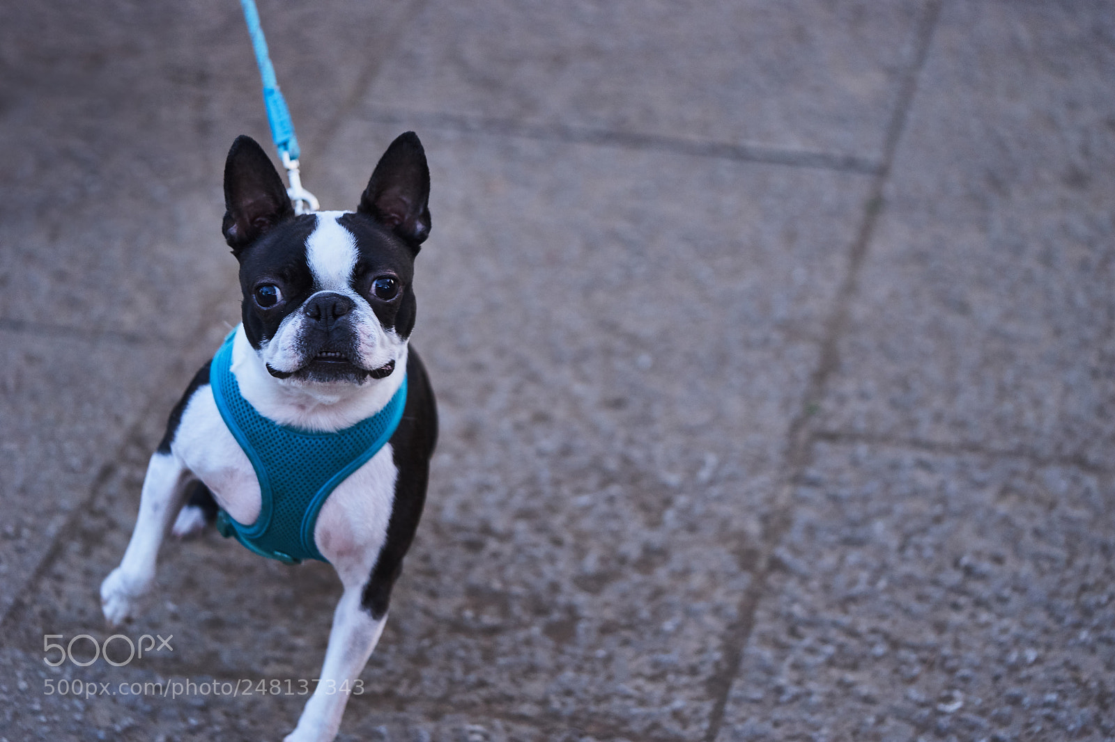 Sony a7 sample photo. Street 272 photography