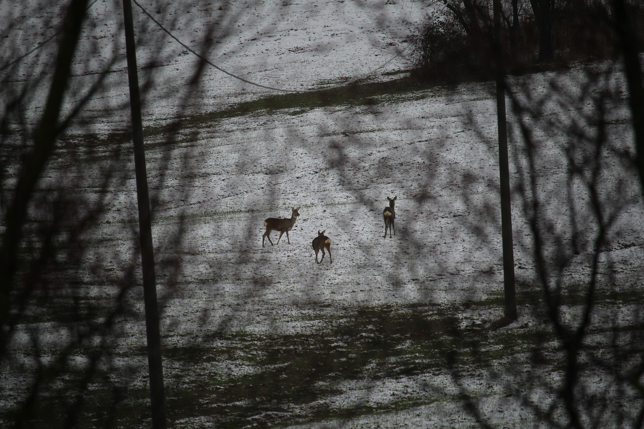 Canon EF-S 55-250mm F4-5.6 IS STM sample photo. Snow break photography