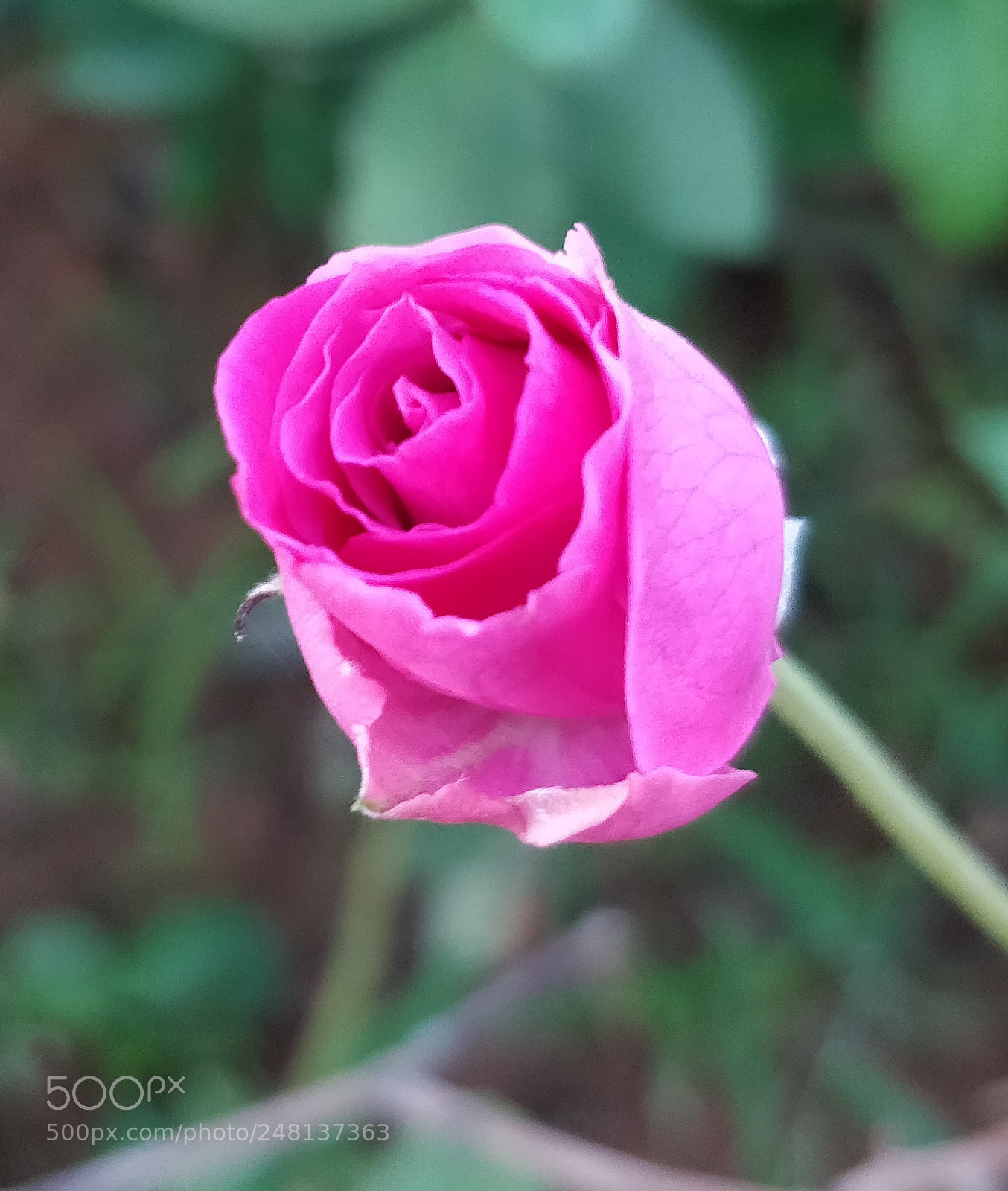 OnePlus 5 sample photo. Pink rose photography