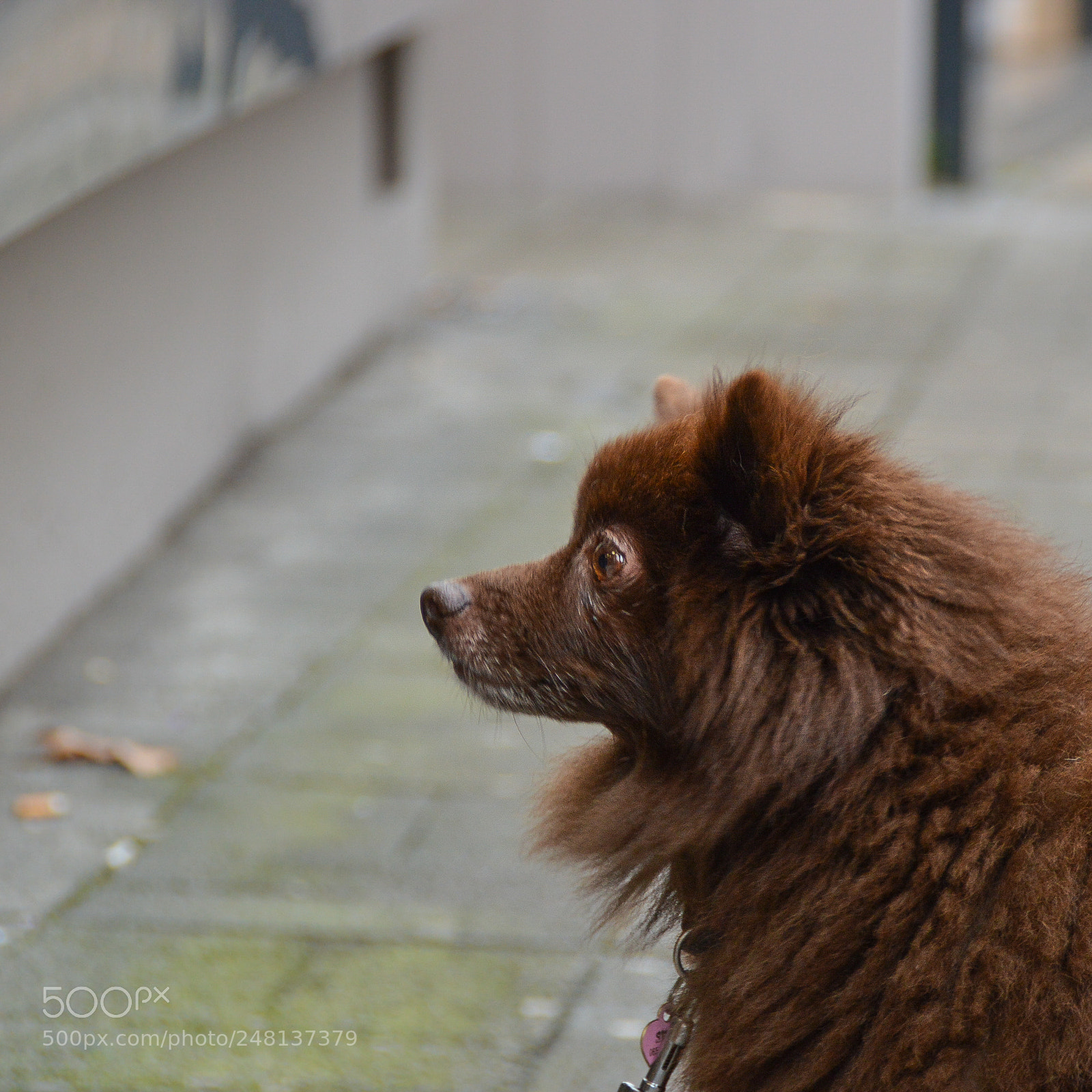 Nikon D3200 sample photo. Cold dog photography
