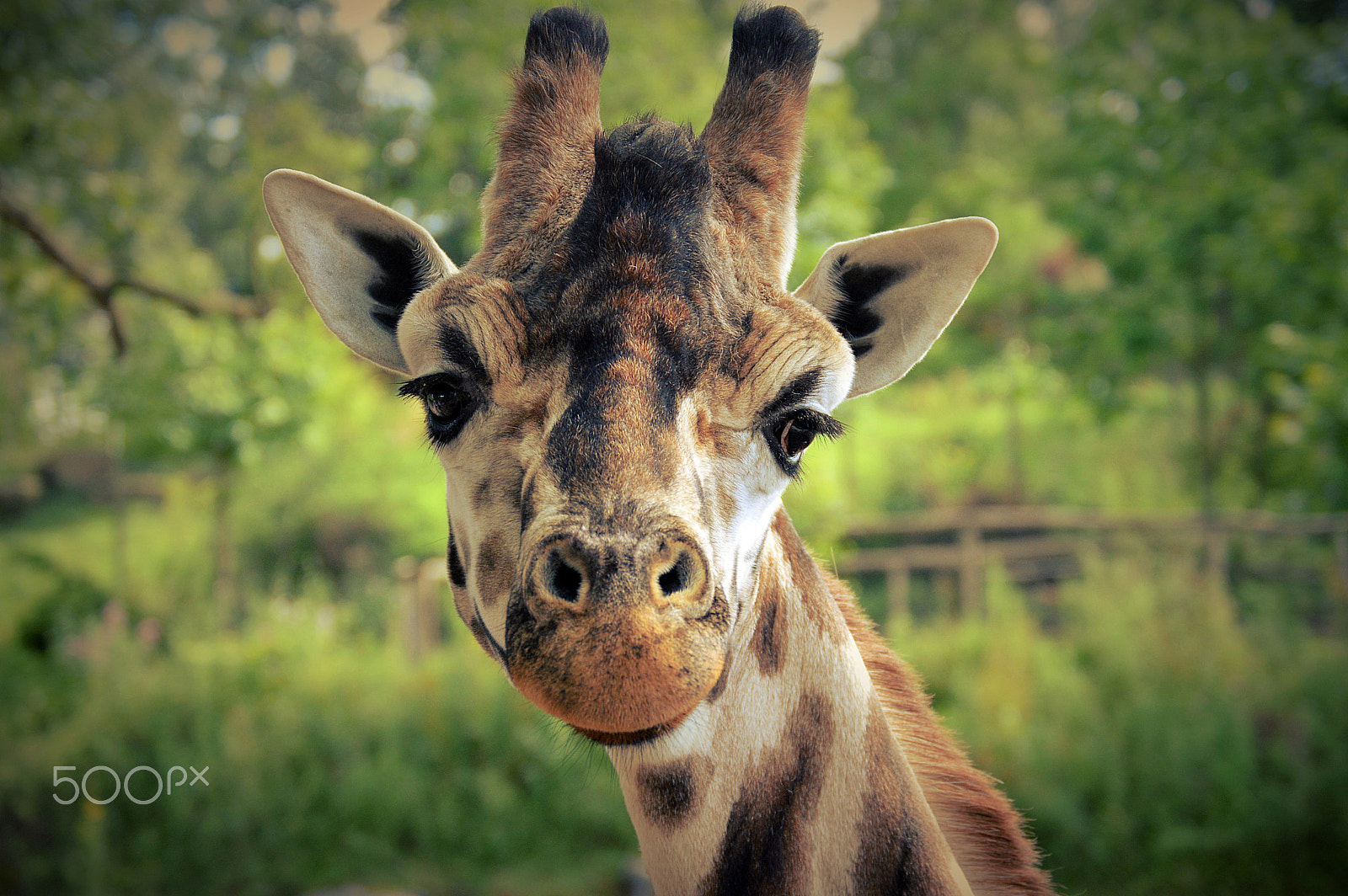 Nikon D3200 sample photo. Giraffe photography