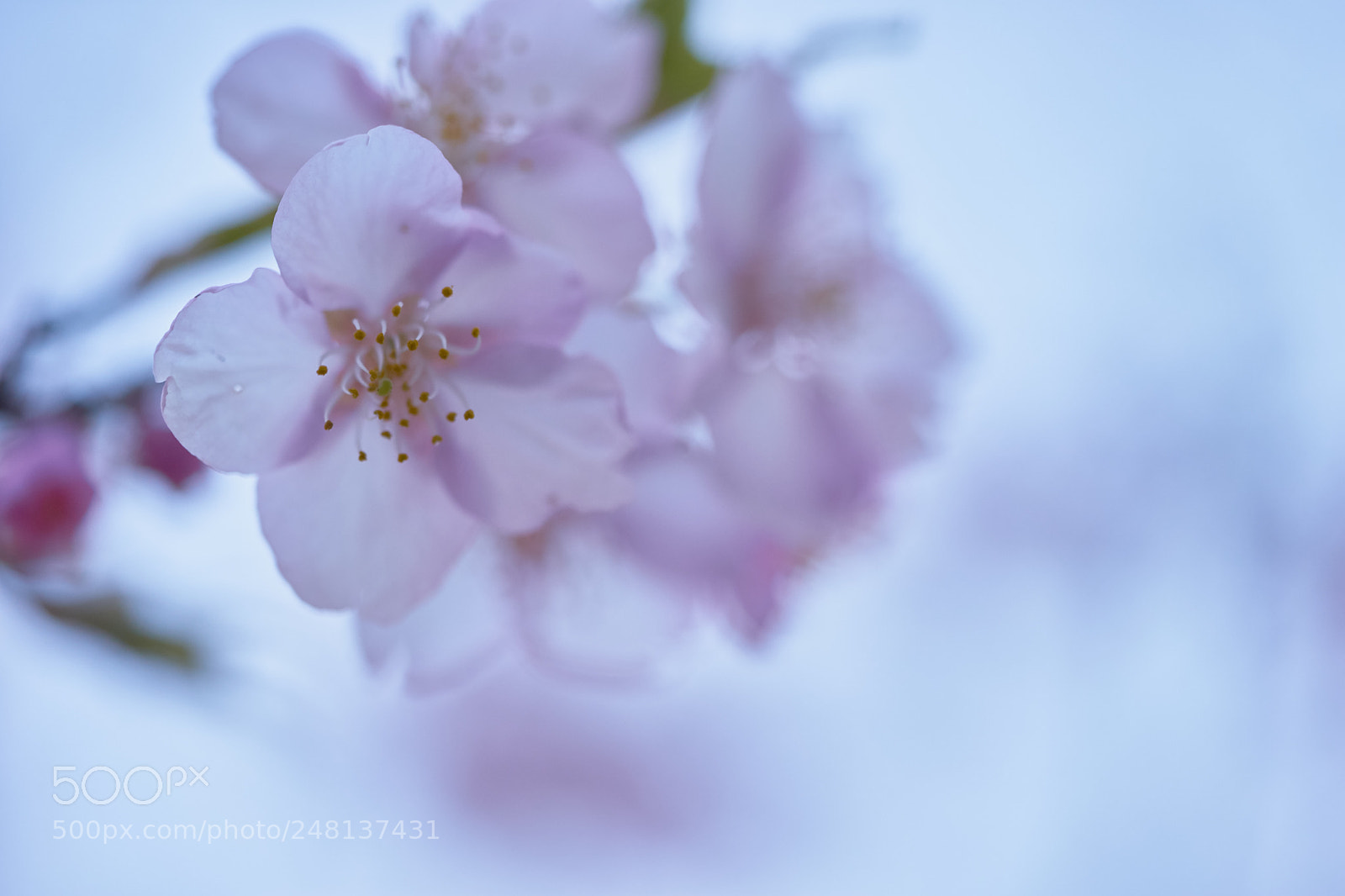Sony a7 sample photo. Flowers 6181 photography