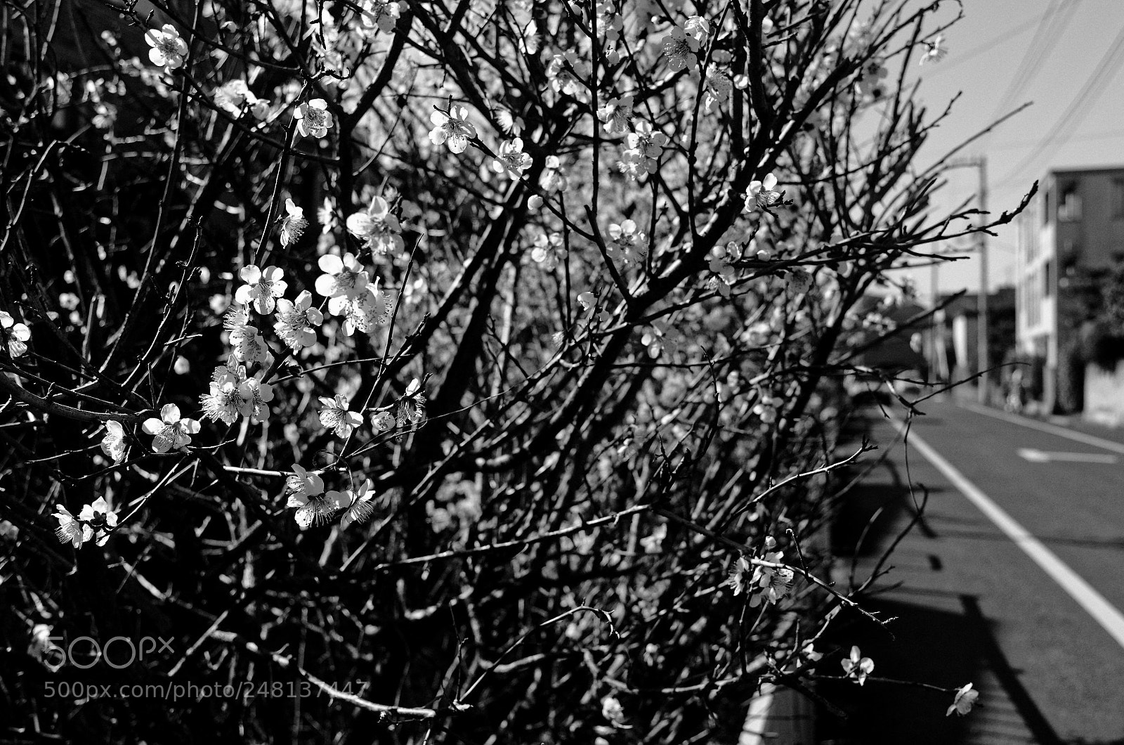 Ricoh GR sample photo. Untitled photography