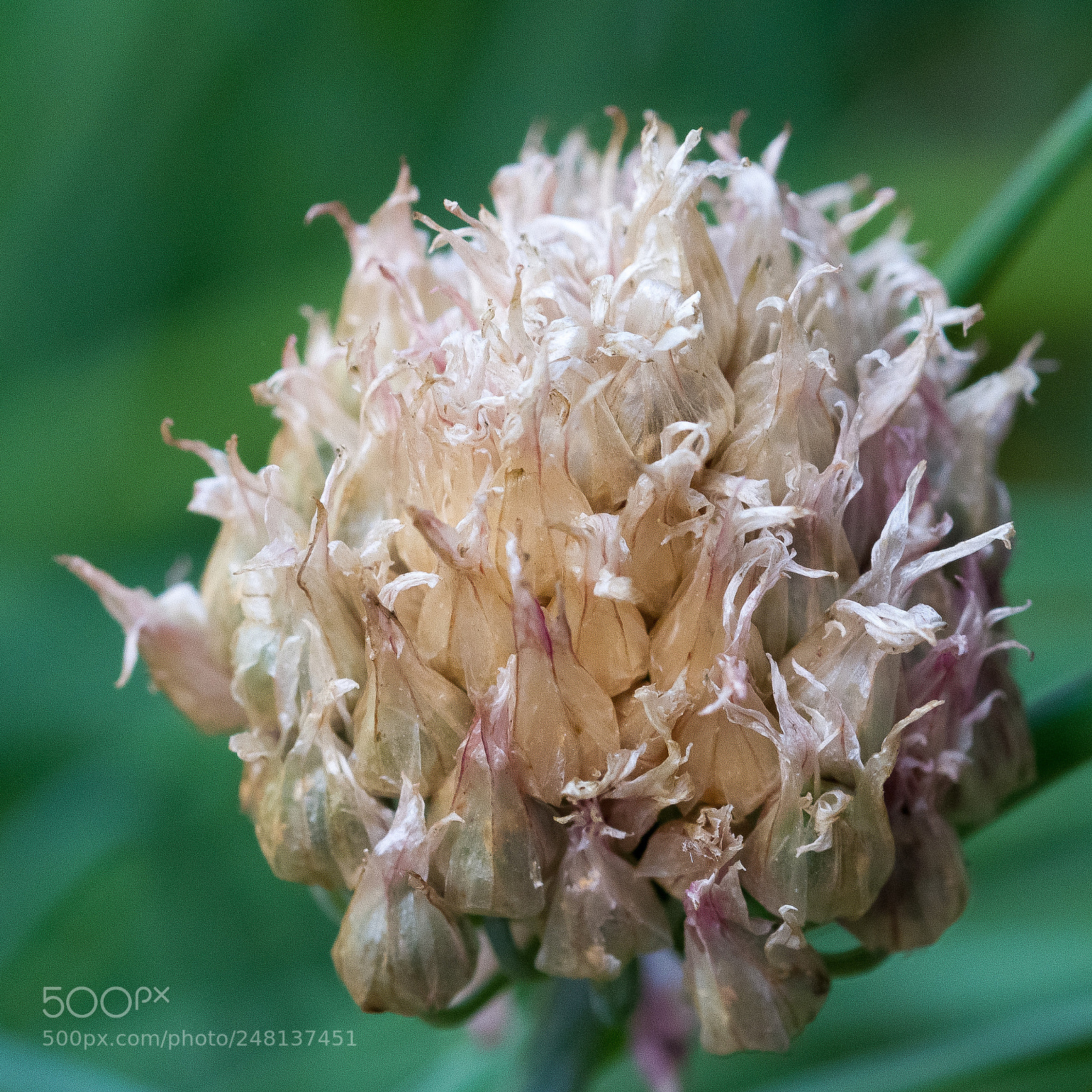 Canon EOS 7D sample photo. Chives - withered and photography