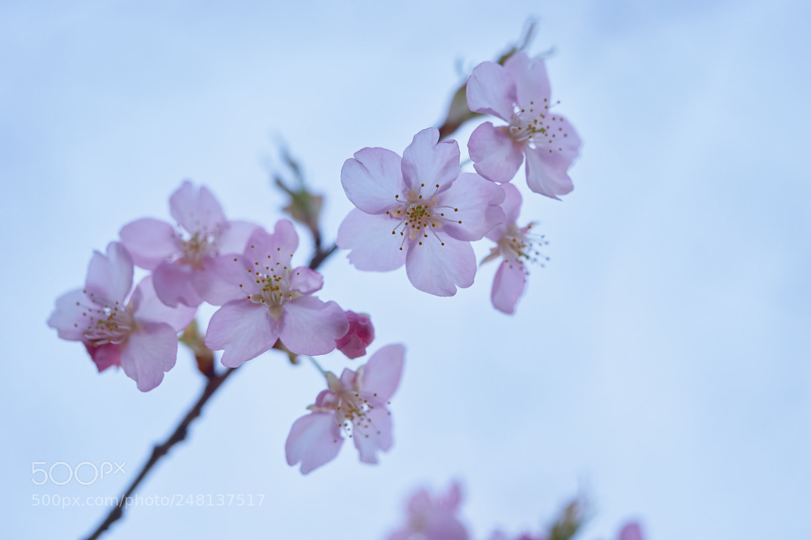 Sony a7 sample photo. Flowers 6182 photography