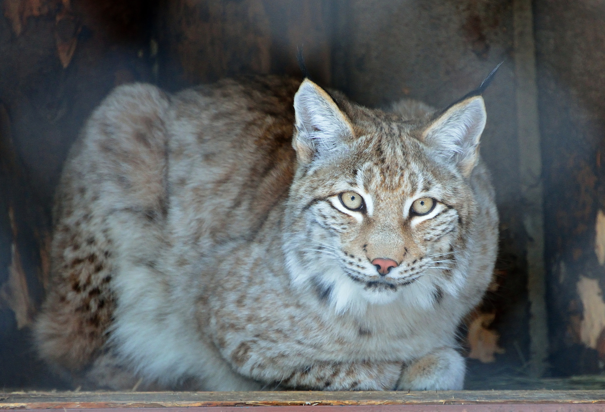 Nikon D610 sample photo. Lynx photography