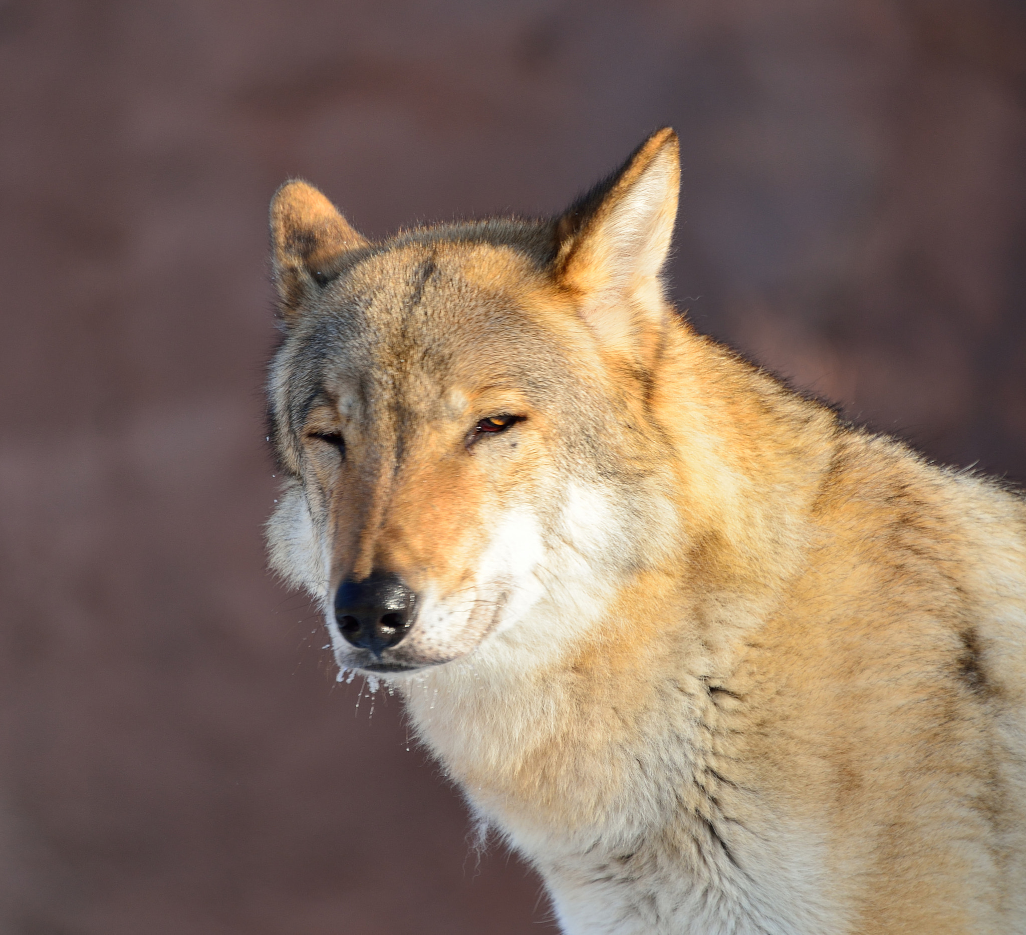 Nikon D610 sample photo. Wolf photography