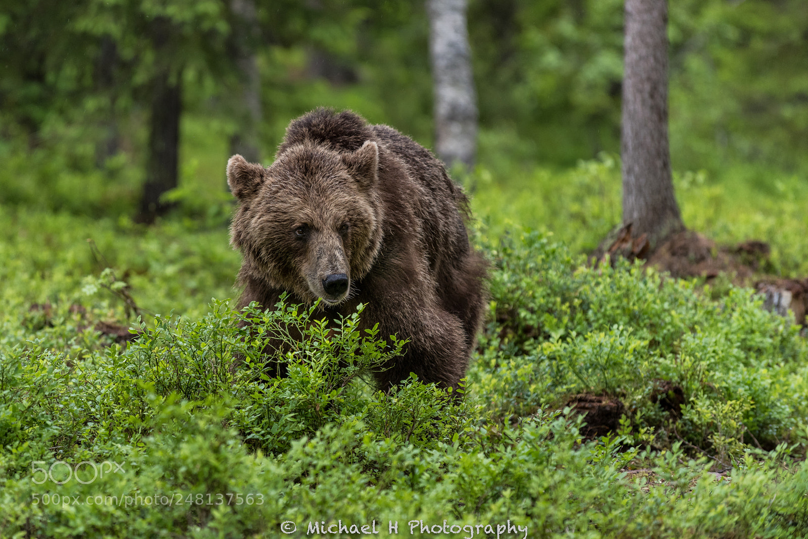 Nikon D810 sample photo. Wildlife photography
