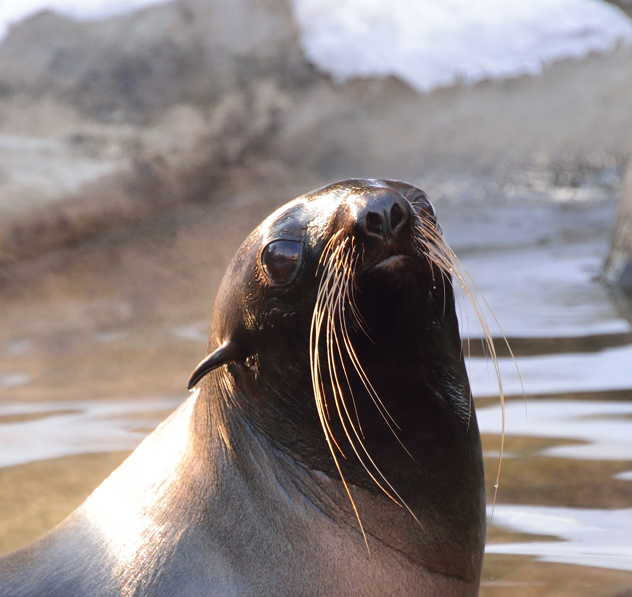Nikon D610 sample photo. Seal photography