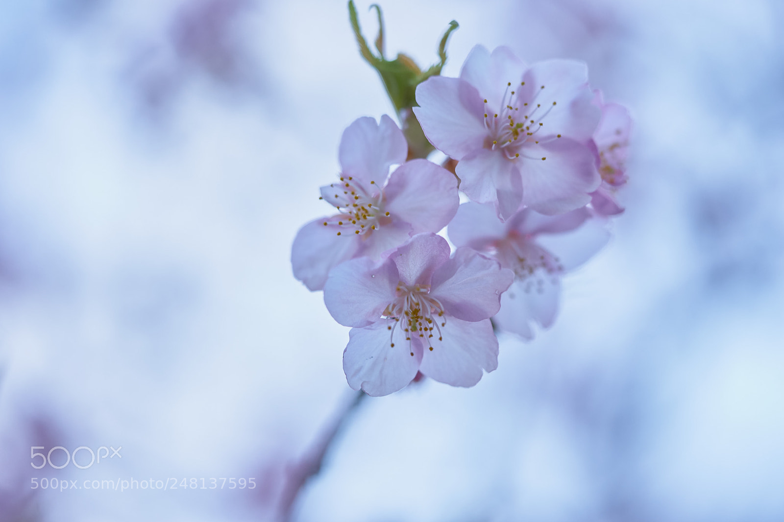 Sony a7 sample photo. Flowers 6183 photography
