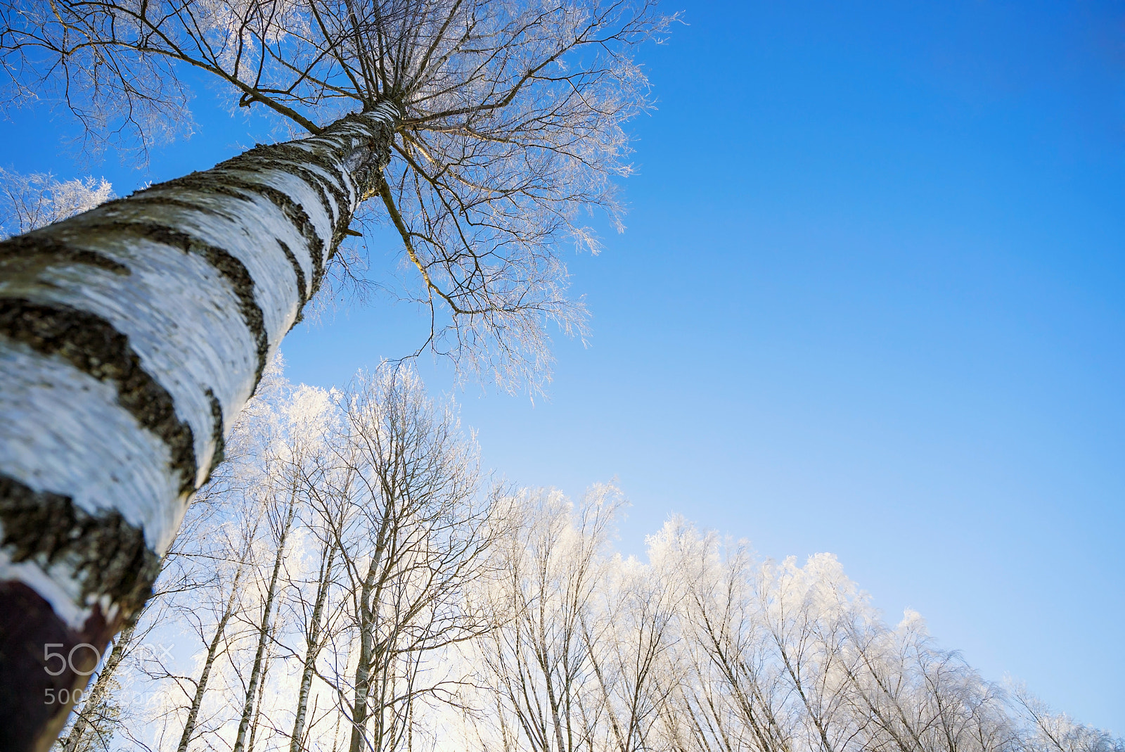 Sony a7S sample photo. Birch branches in frost photography