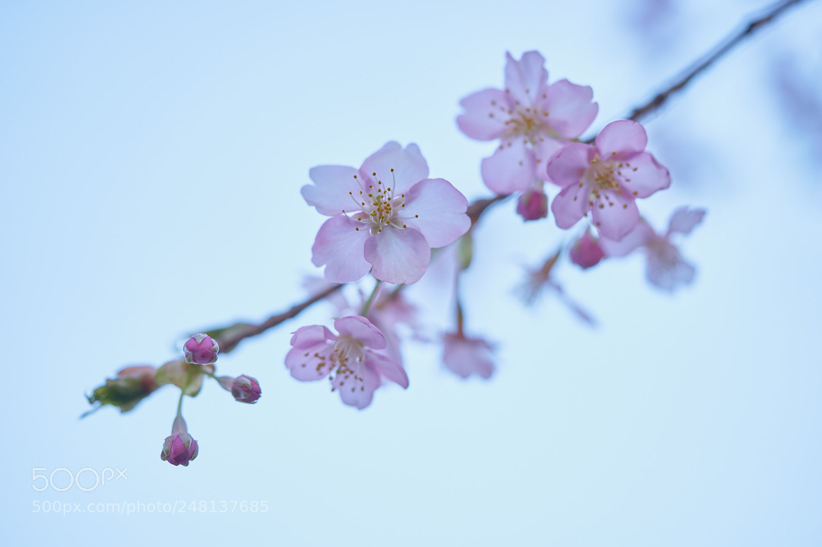 Sony a7 sample photo. Flowers 6184 photography