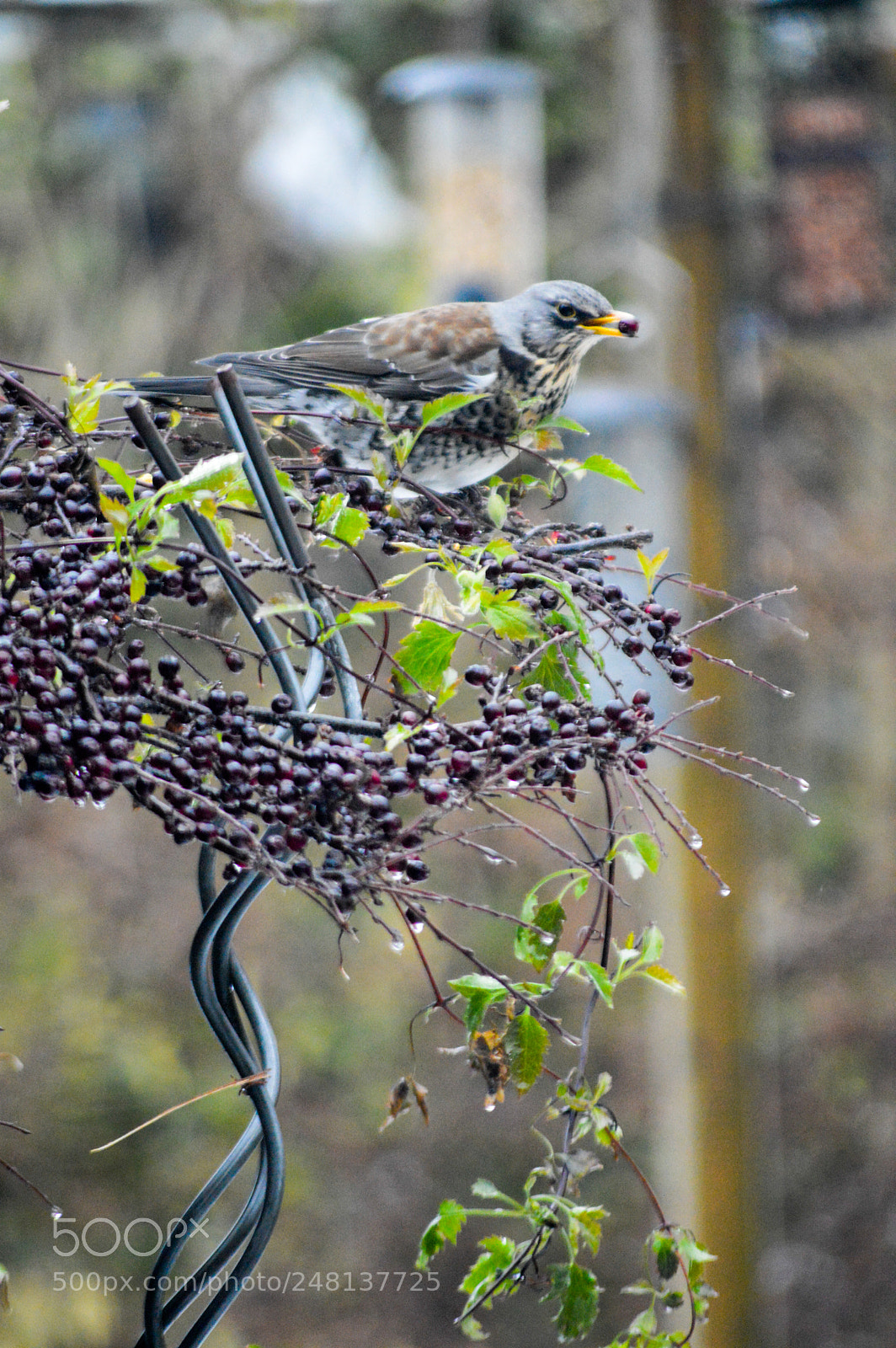 Nikon D3200 sample photo. Fieldfare in garden photography