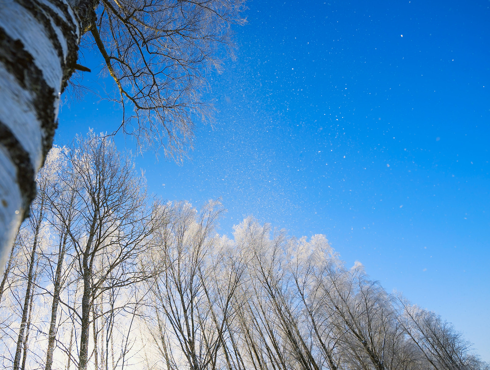 Sony a7S sample photo. Birch branches in frost photography