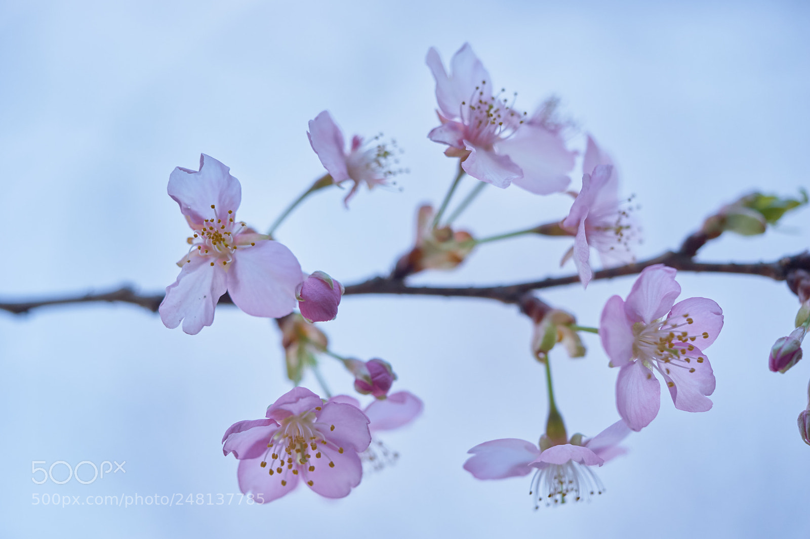 Sony a7 sample photo. Flowers 6185 photography