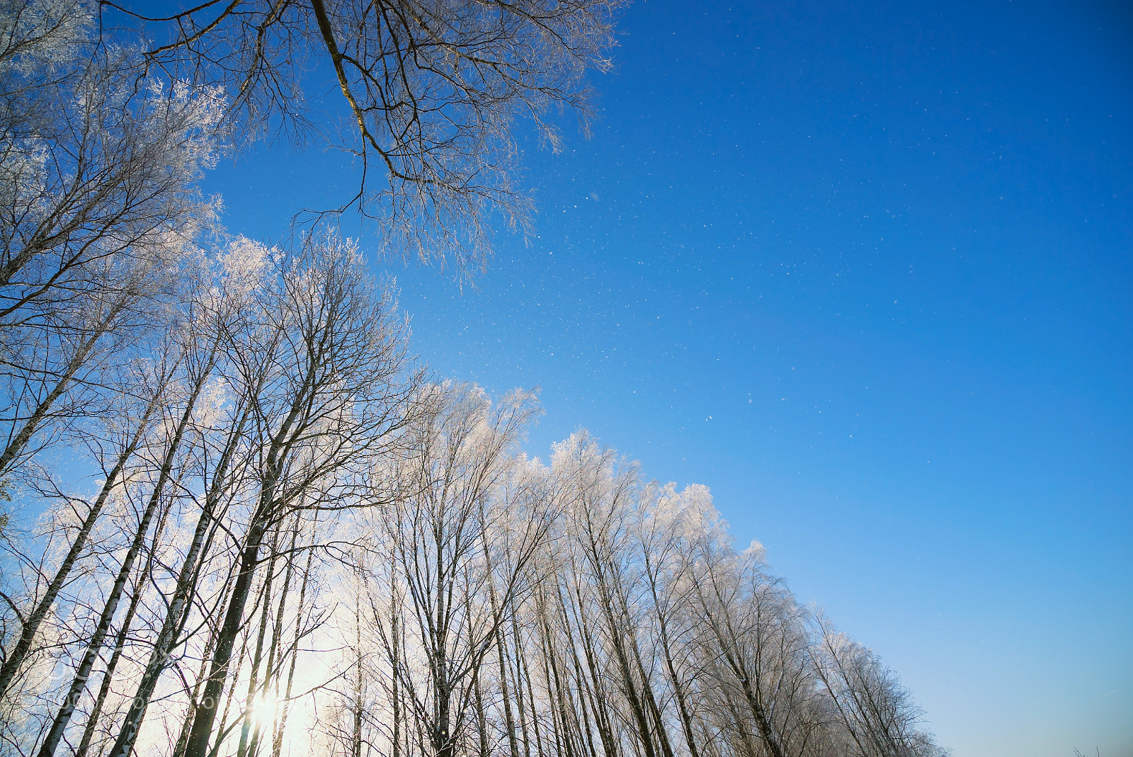 Sony a7S sample photo. Winter nature background photography