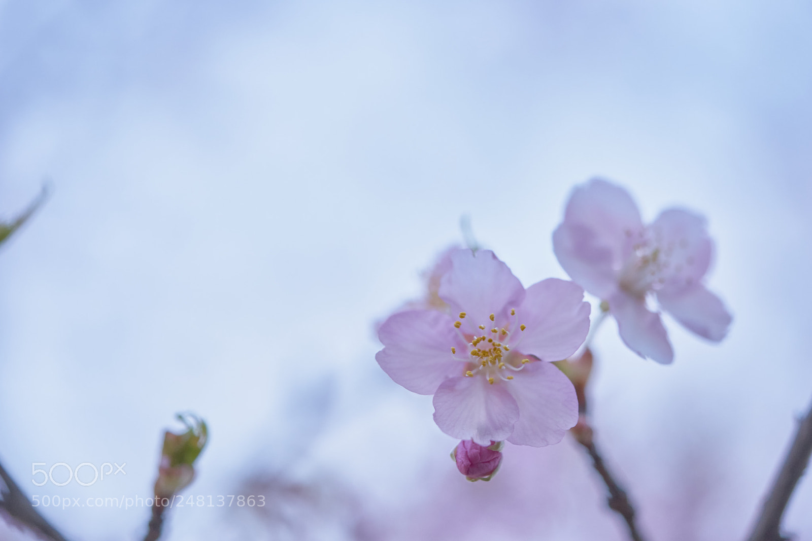 Sony a7 sample photo. Flowers 6186 photography