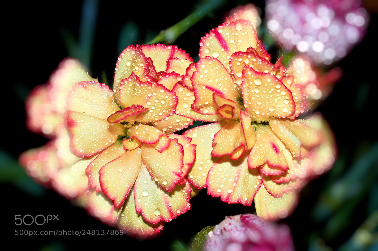 Nikon D3200 sample photo. Pair of blooms photography