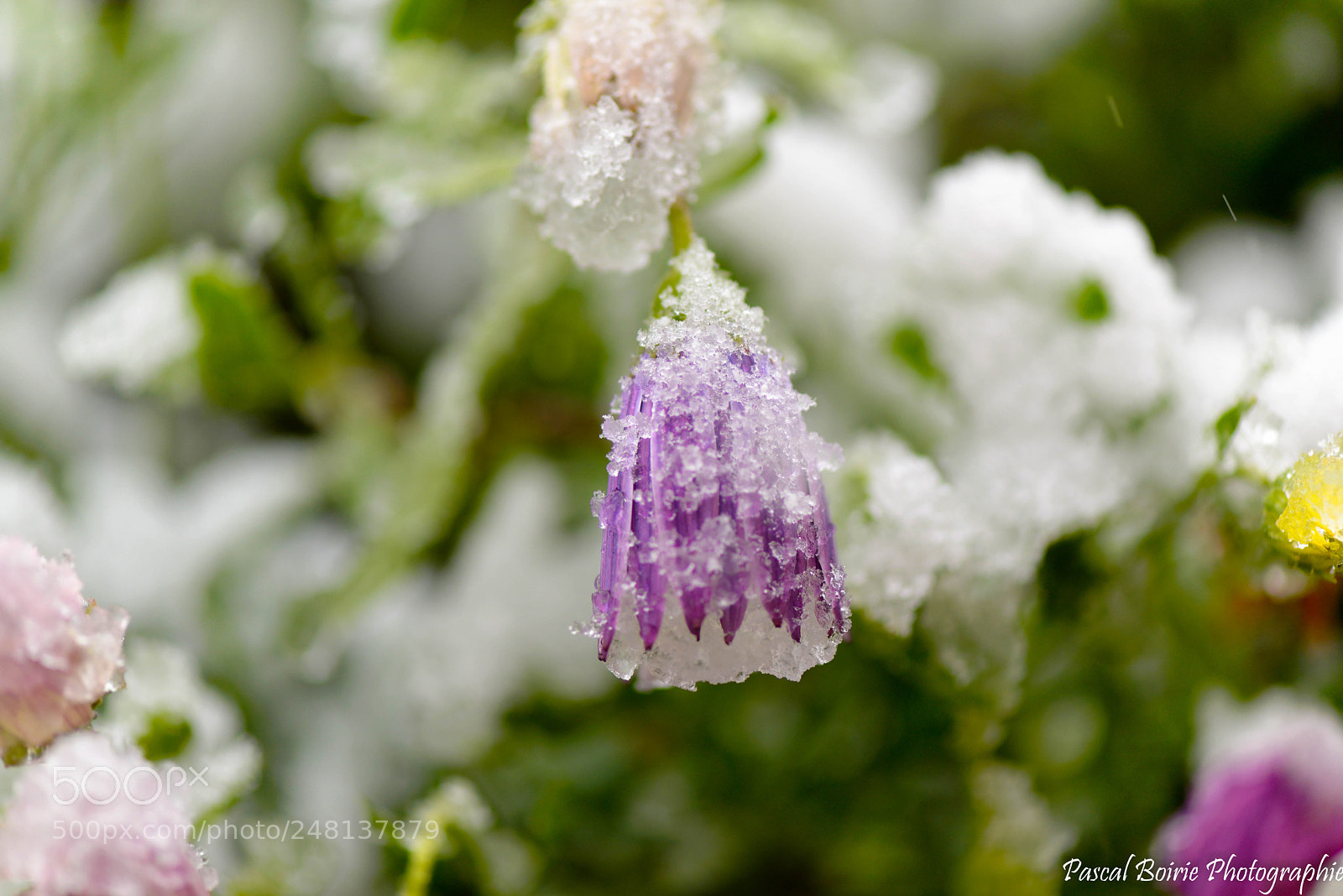 Nikon D610 sample photo. Neige et nature () photography