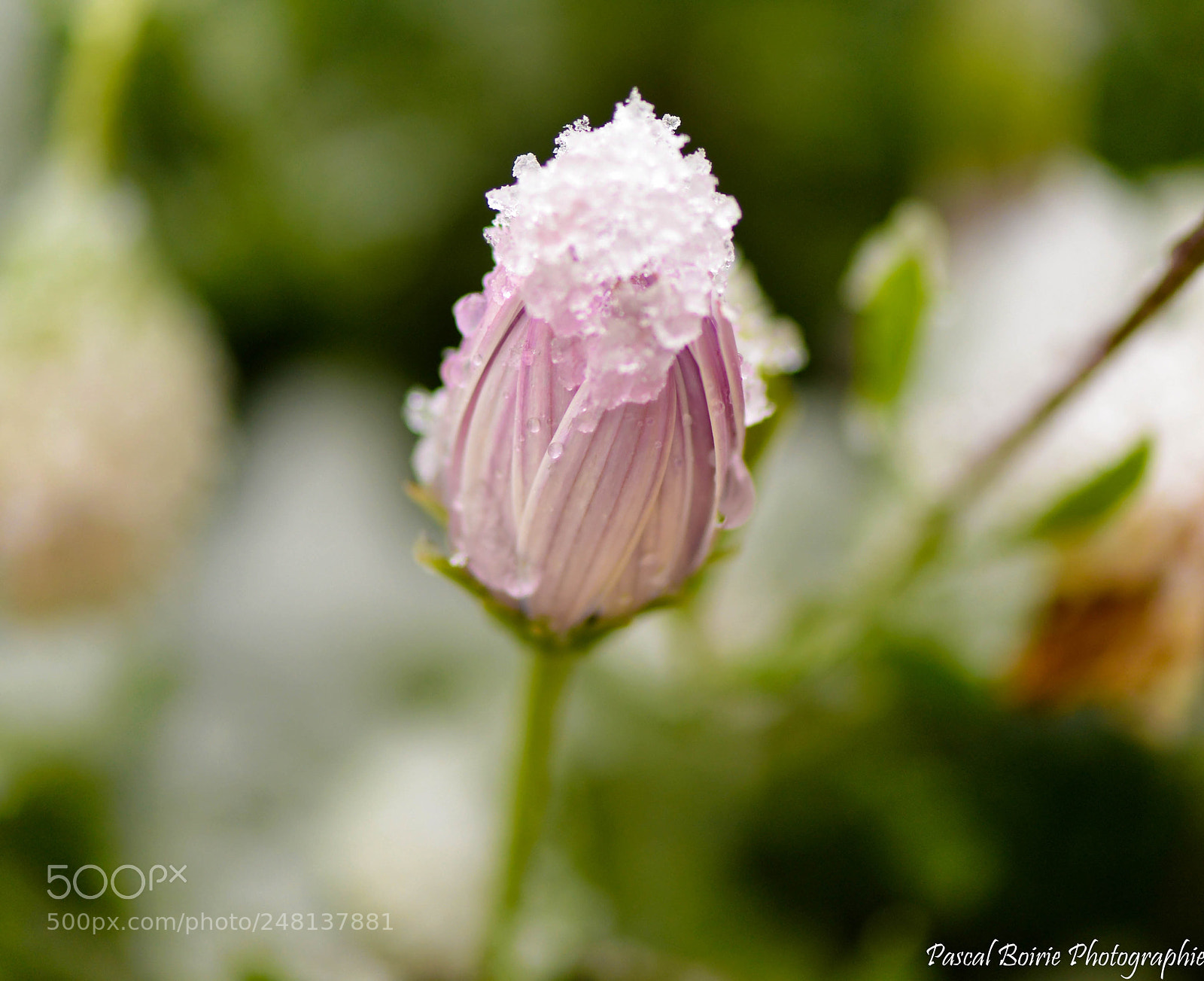 Nikon D610 sample photo. Neige et nature () photography