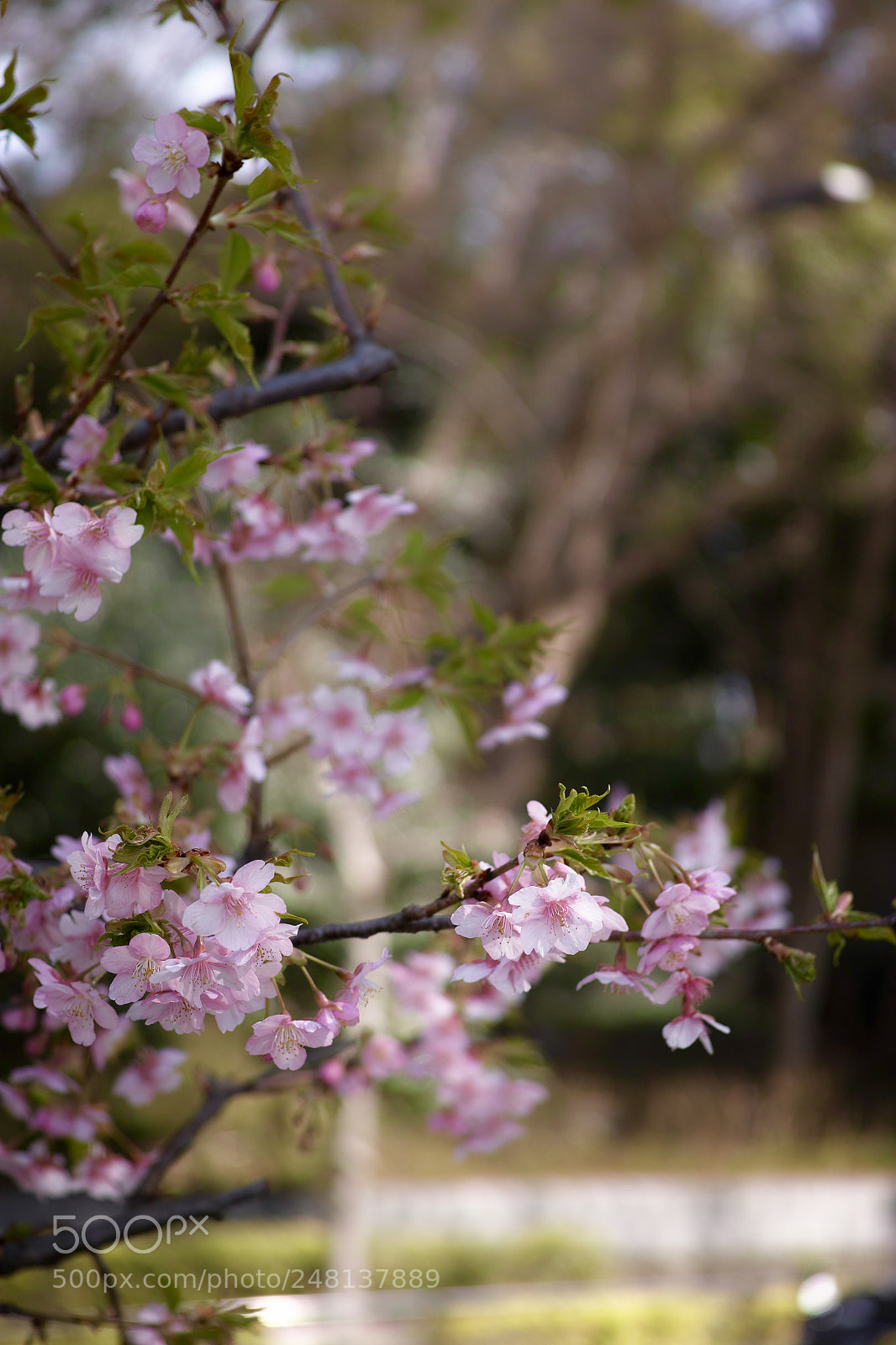 Sigma DP3 Merrill sample photo. 早咲きの桜 photography