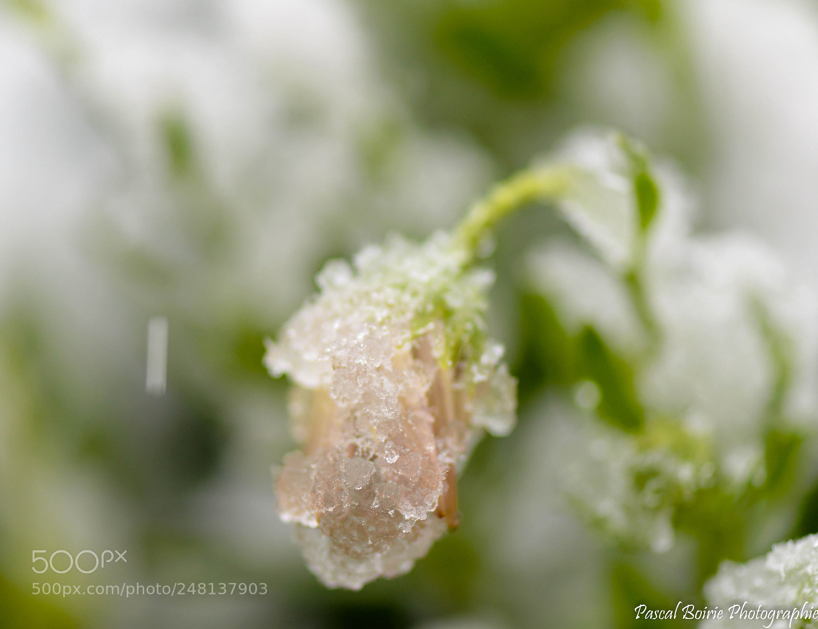 Nikon D610 sample photo. Neige et nature () photography