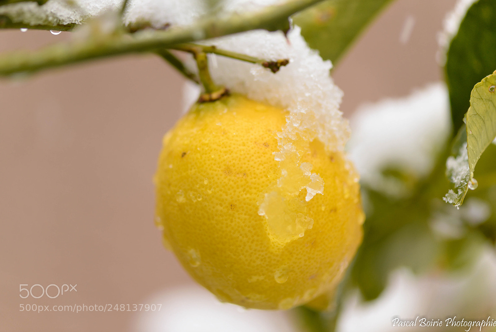 Nikon D610 sample photo. Neige et nature () photography