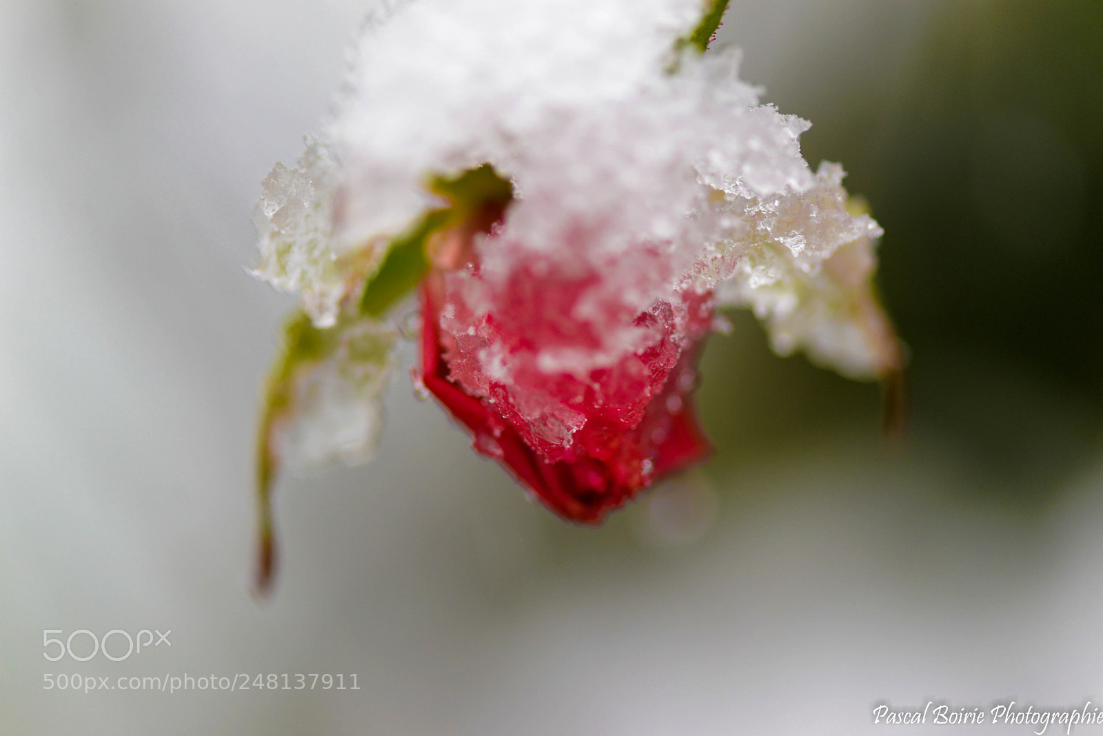 Nikon D610 sample photo. Neige et nature () photography
