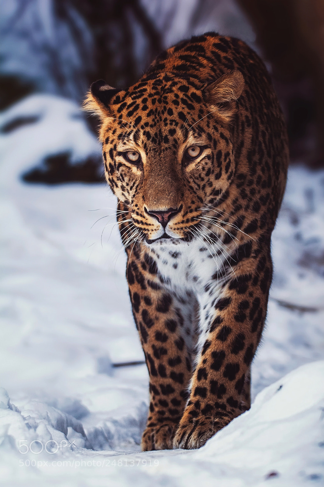 Nikon D7100 sample photo. Persian leopard photography