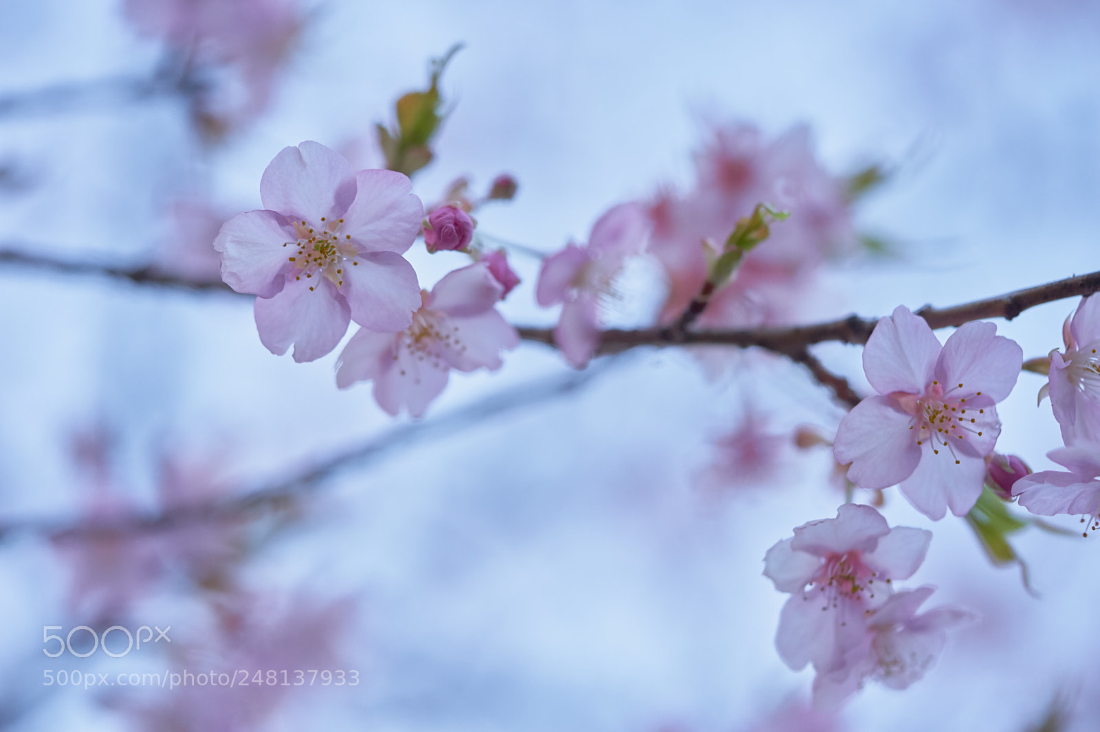 Sony a7 sample photo. Flowers 6187 photography