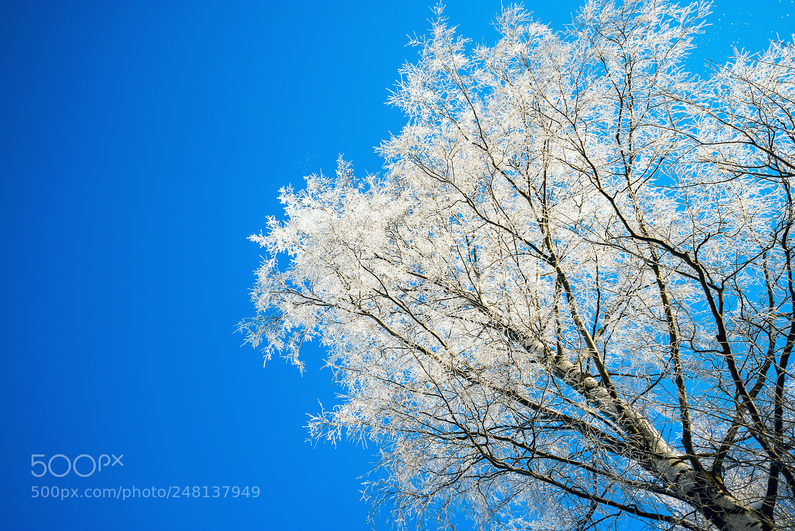 Sony a7S sample photo. The frost on the photography