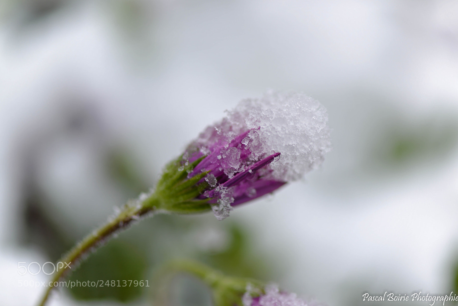 Nikon D610 sample photo. Neige et nature () photography