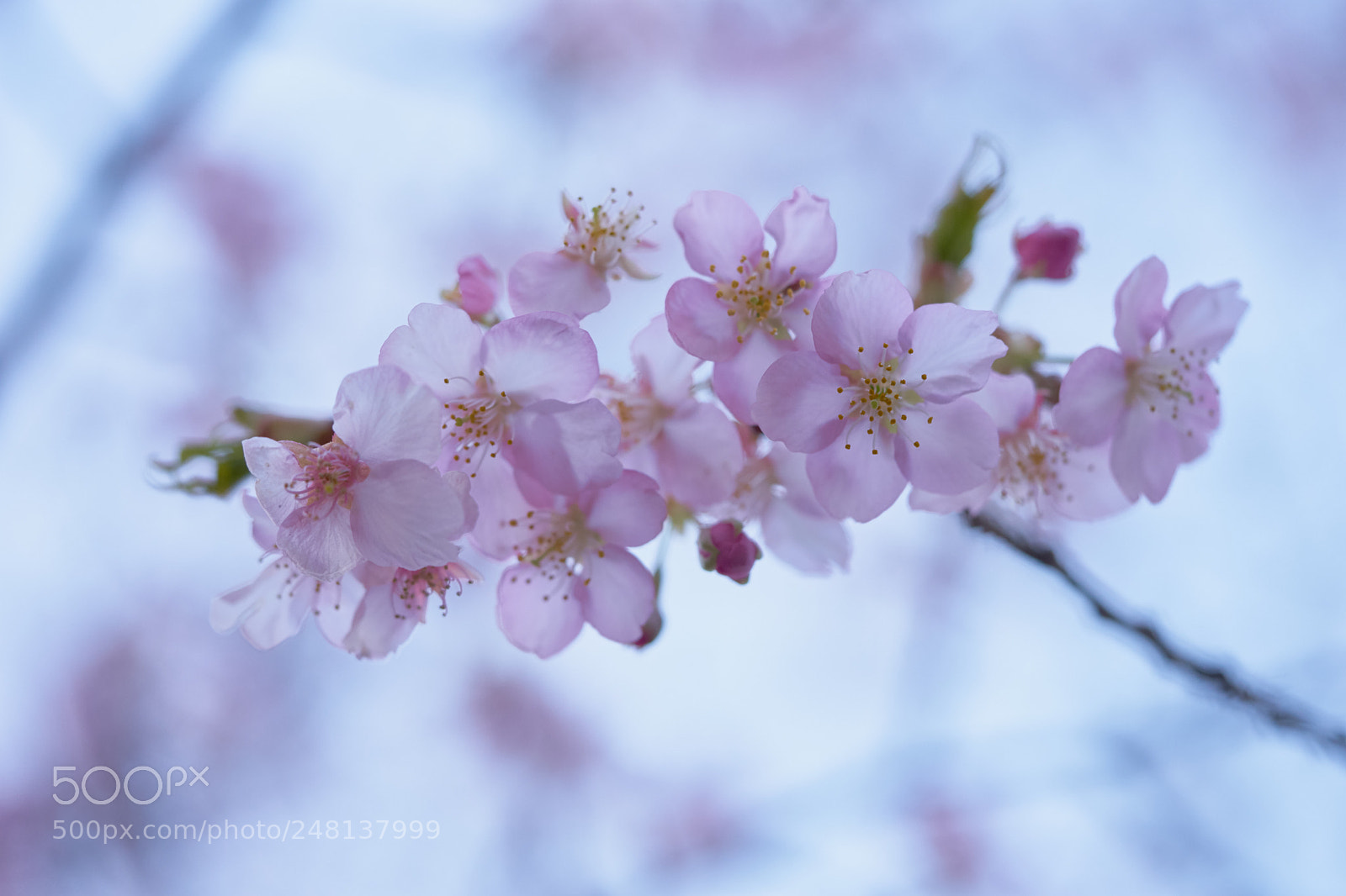 Sony a7 sample photo. Flowers 6188 photography