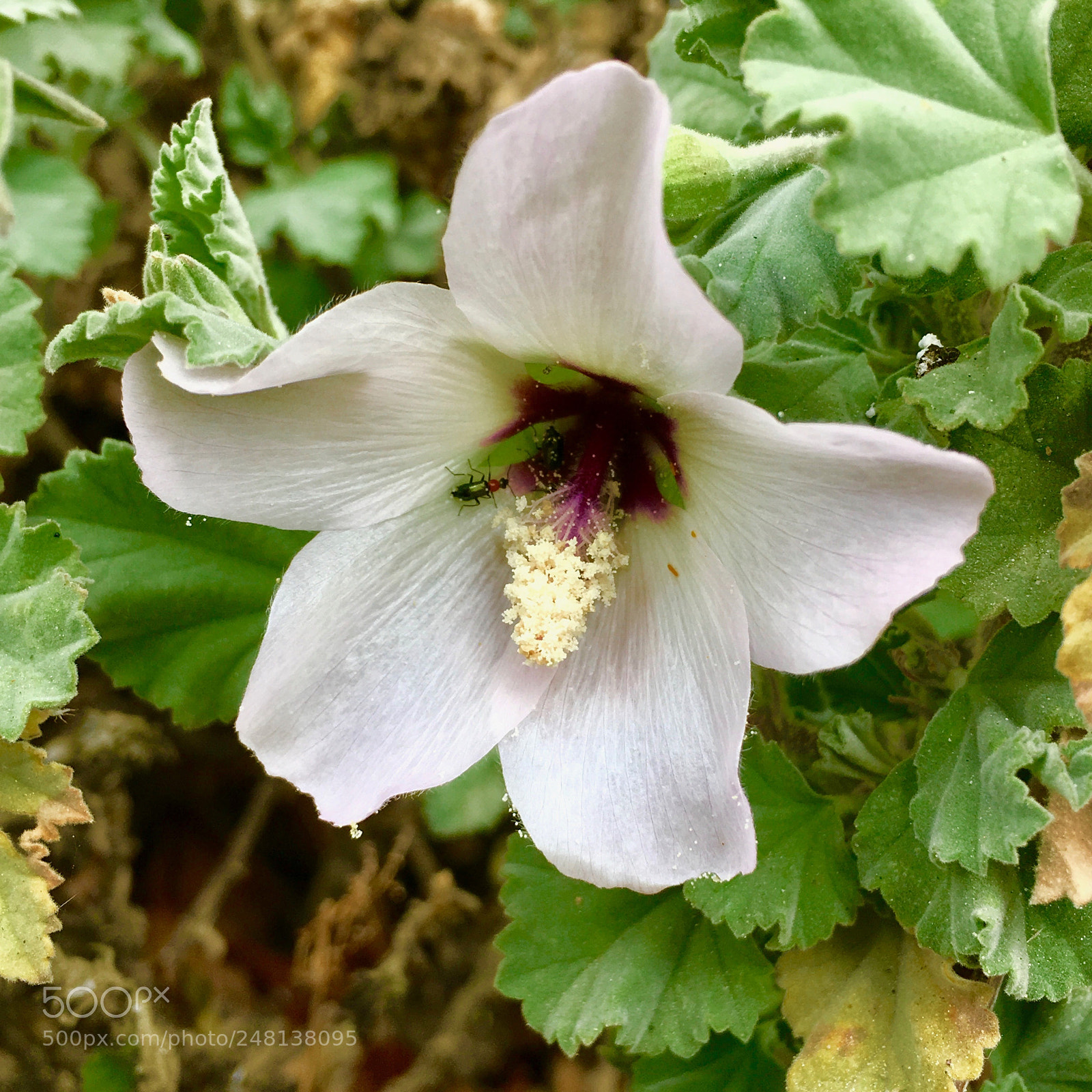 Apple iPad Pro sample photo. Untitled photography