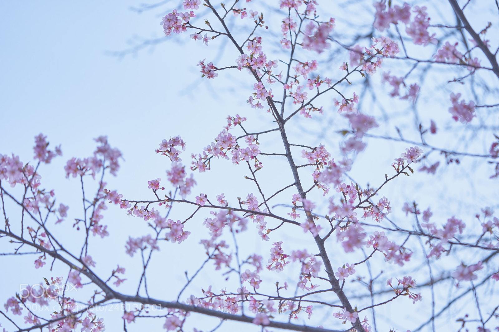 Sony a7 sample photo. Flowers 6189 photography