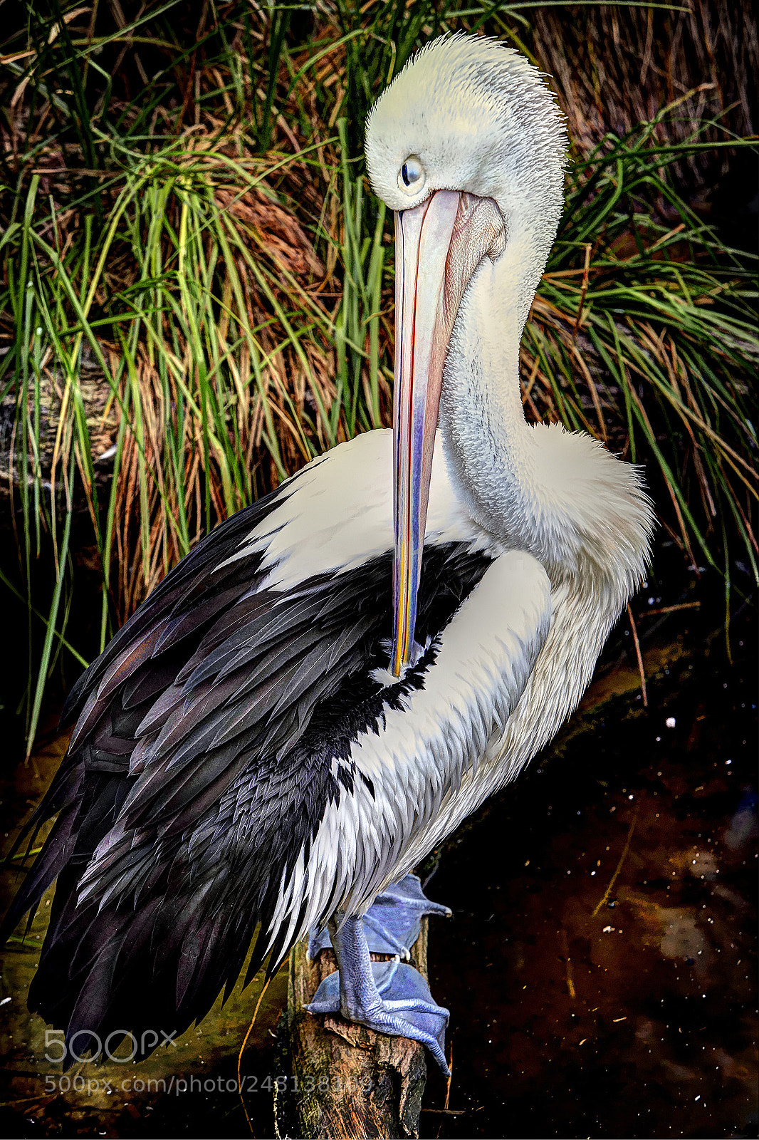 Canon EOS 5D sample photo. Pelican preening photography