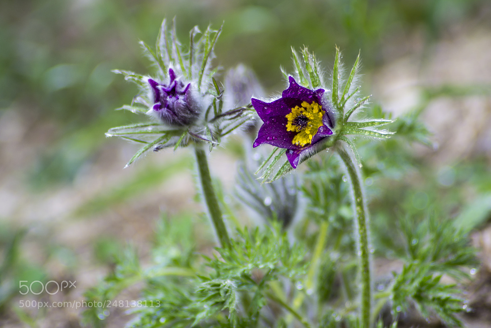 Nikon D3100 sample photo. Hello m rcius...hello march photography