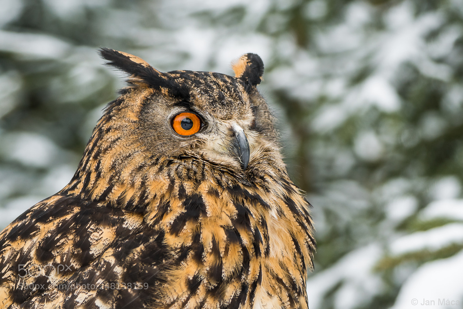 Sony ILCA-77M2 sample photo. Eurasian eagle-owl photography
