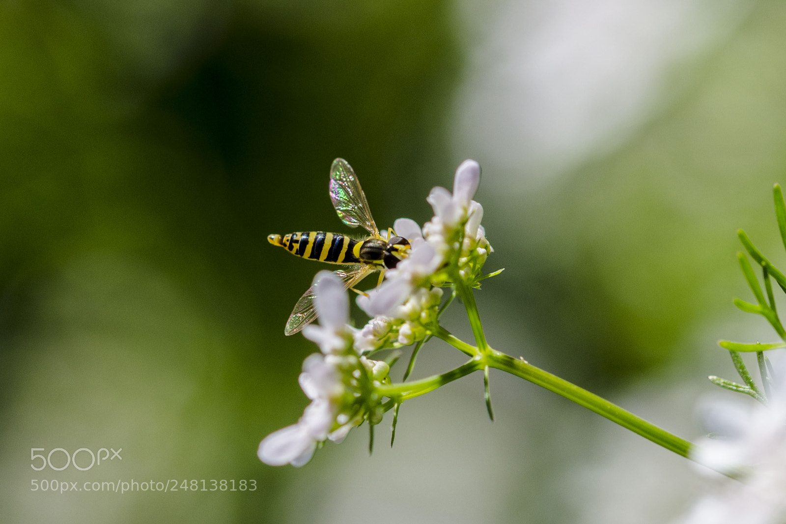 Nikon D5100 sample photo. Bee photography