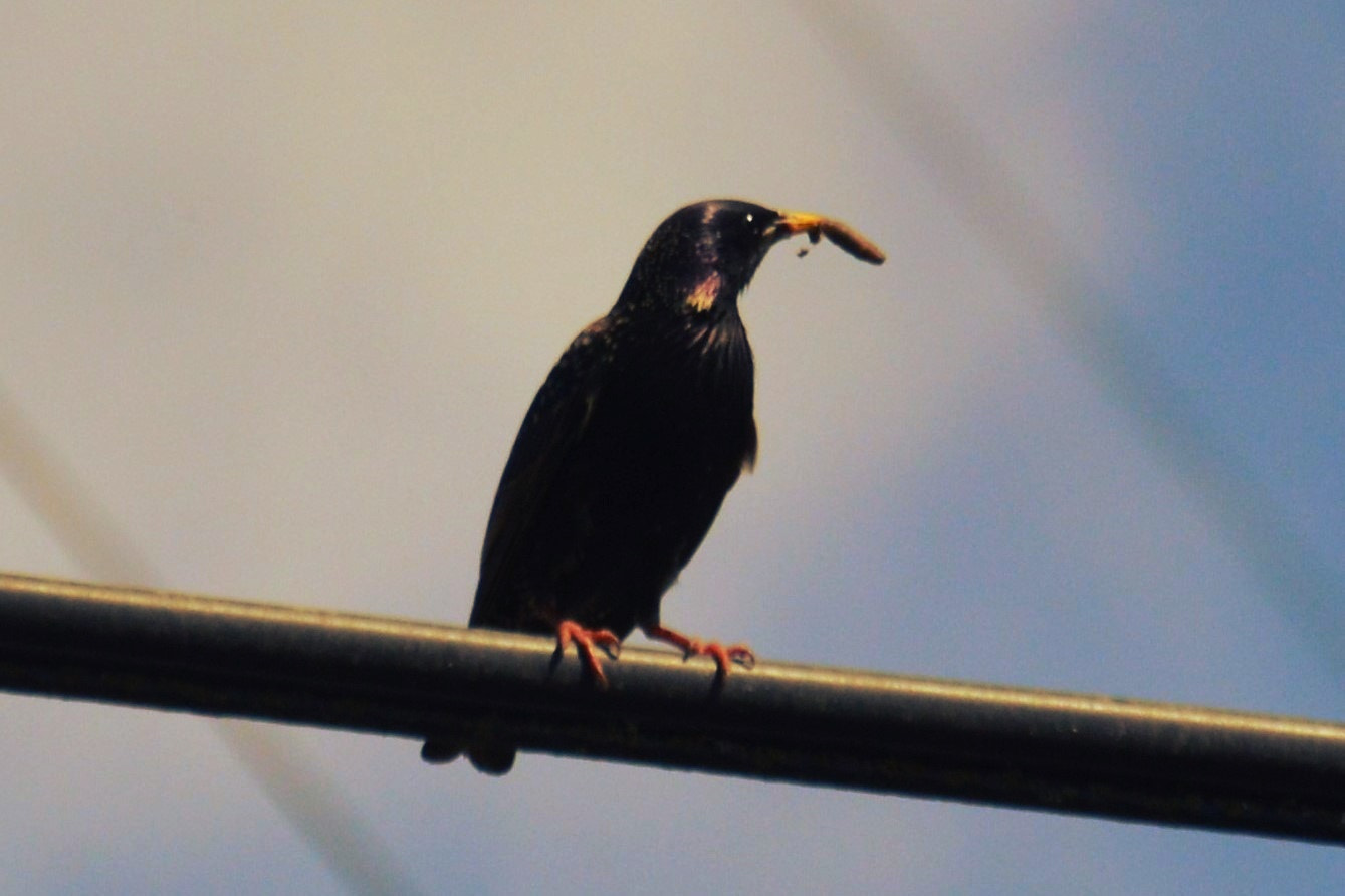 Nikon D3200 sample photo. Oiseau photography