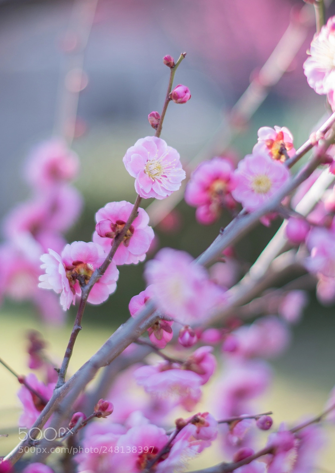 Pentax K-50 sample photo. 名称未設定 photography