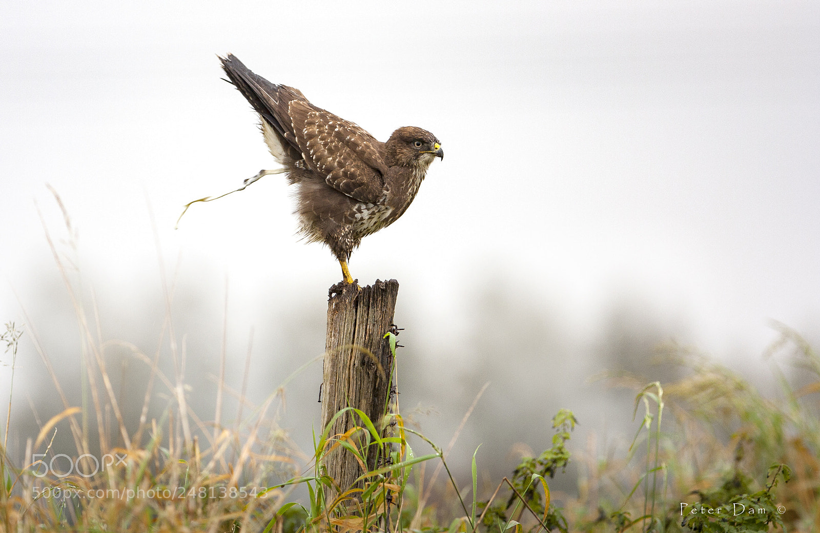 Canon EOS 40D sample photo. Buteo buteo photography